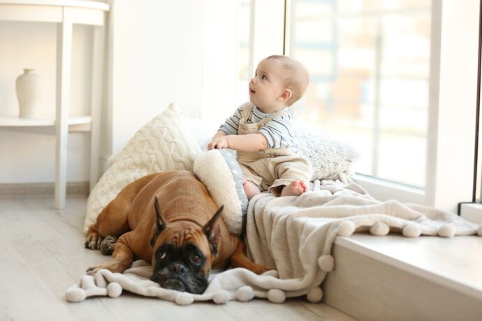 baby und großer hund, kleinkind und hund, kleinkind und boxer zu Hause