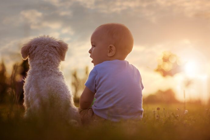 hund und baby, hund an baby gewöhnen, kinderliebe hunderassen