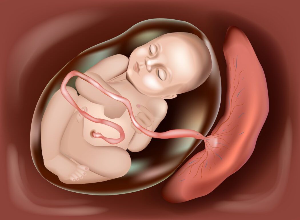 baby und plazenta, baby und plazenta im mutterleib, grafik baby plazenta